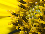 [Sunlight Captured] - yellow flower, macro, closeup, pollen, extension tubes